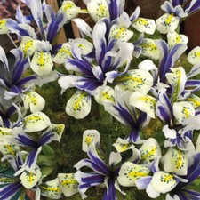 T&M Iris Eyecatcher Garden Border & Patio Plant Hardy Bulb Flowering Plant Bulbs