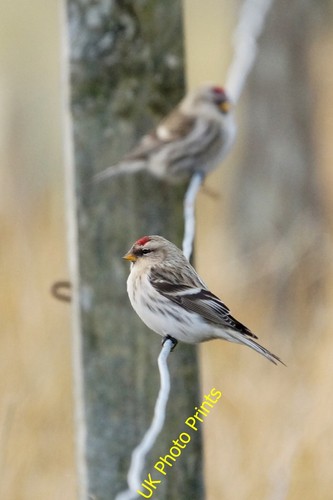 Photo 6x4 arctic redpoll - arctic,