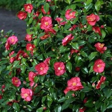Camellia Mary Williams -