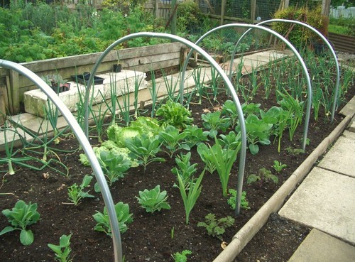 Garden cloche hoops - garden,