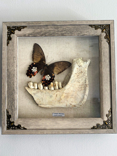 Framed mounted butterfly - framed,