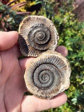 QUALITY DACTYLIOCERAS SP POS