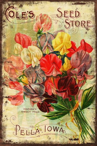 Garden seed catalogue sweet - seed,