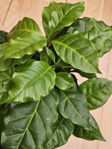 Coffee plant one - coffee, x