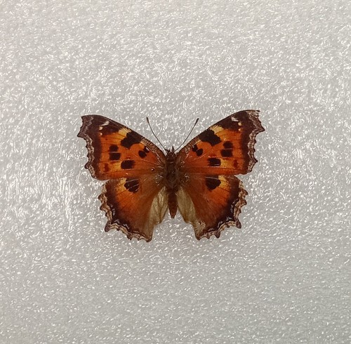 Scarce tortoiseshell - scarce,