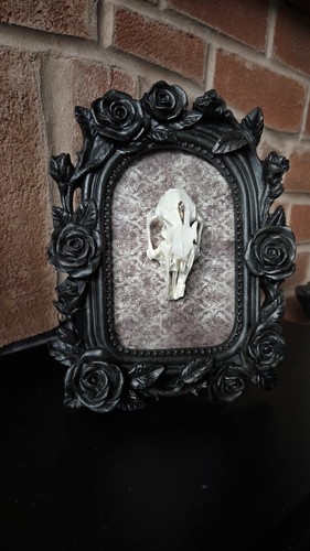 Ethical framed real rabbit - ethical,