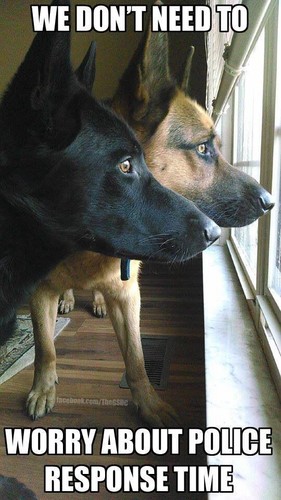 German shepherd police - german,