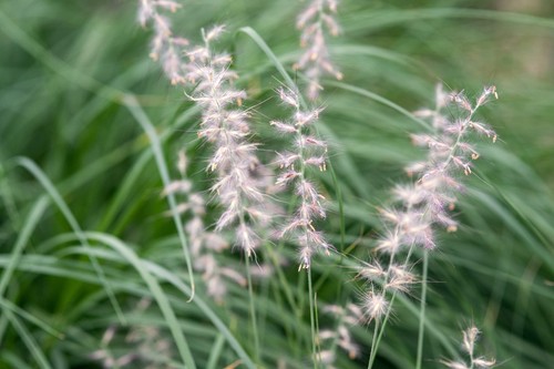 Pennisetum orientale oriental - pennisetum,