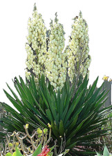Large yucca filamentosa - yucca,