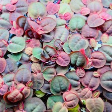 🌿 10 x RED ROOT FLOATER