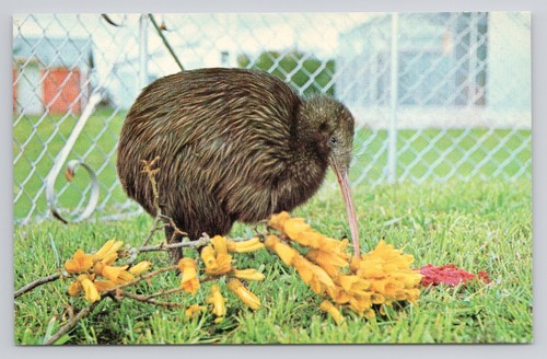 Kiwi bird napier - bird, at