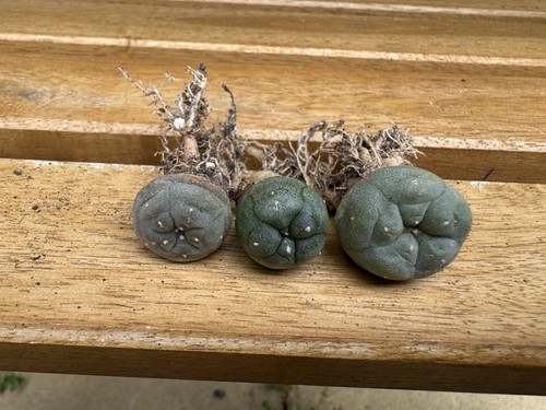 Bare root green buttons - bare,