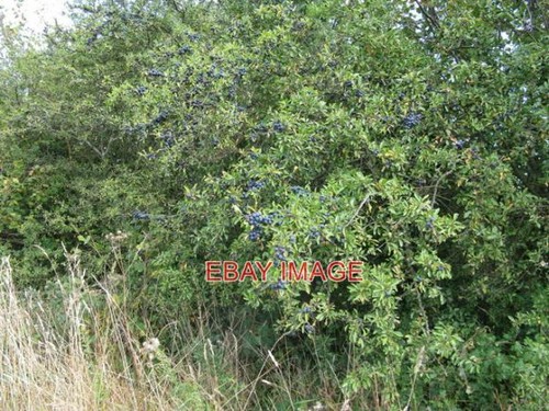 Photo plentiful sloes on - ,