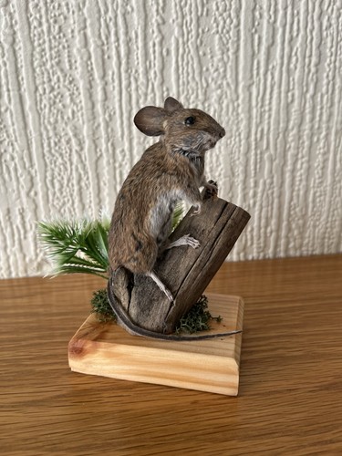 Taxidermy mouse - taxidermy,