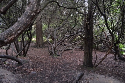 Photo 6x4 yew grove bedgebury - grove,,