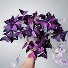 Oxalis Triangularis purpurea shamrock bulbs tubers Purple Butterfly  houseplant