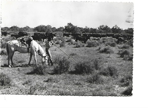 Camargue with the - 13,