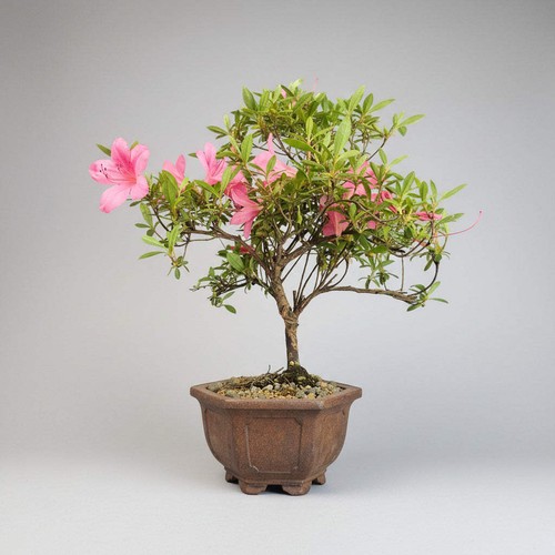 Azalea premium - (rhododendron),
