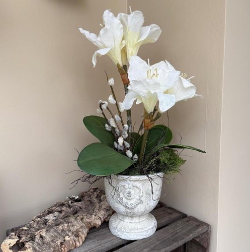 New stem white amaryllis - stem,