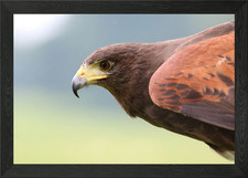 Harris Hawk Framed Wall Art