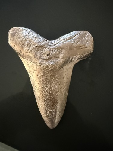 Bronze megalodon tooth 914kg - megalodon,