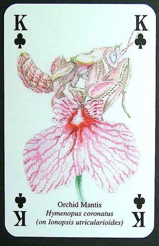 Playing card insects - playing,
