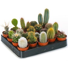 Cactus Mix - 20 Plants - House