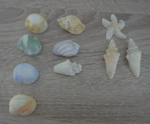 Mini plaster shells - x,