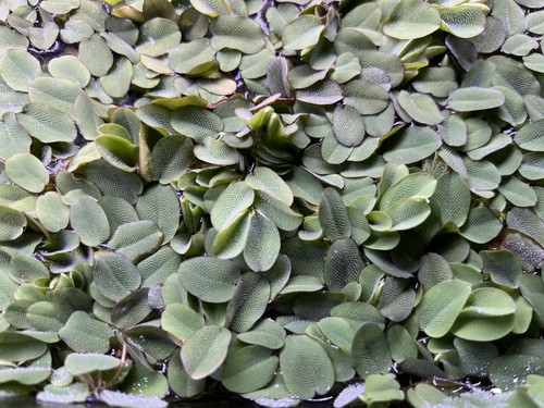 Salvinia auriculata live - salvinia,