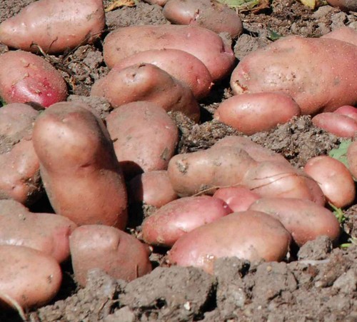 Sarpo axona seed potatoes - sarpo,