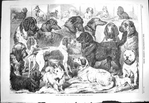 Original old antique print - antique,