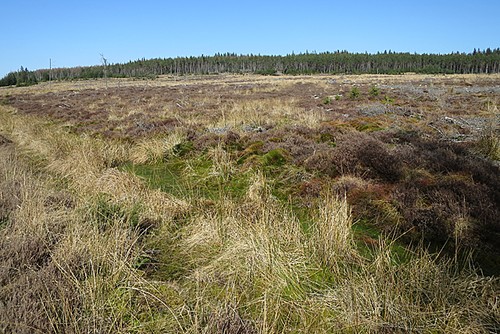 Photo 6x4 former forest cardhu - 6x4,