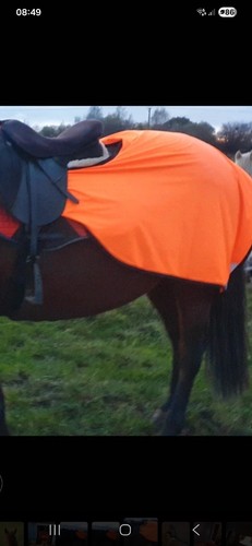 Dark horse vis - horse,