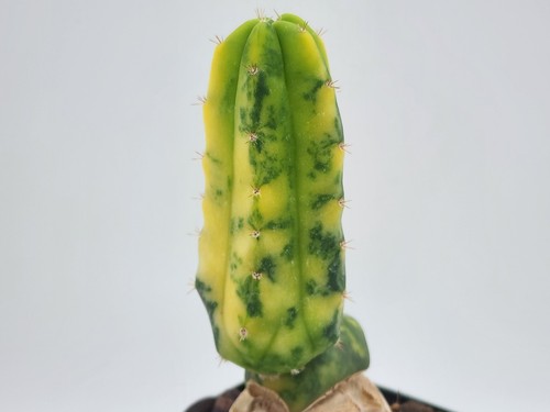 Trich x ario - trich, kotsch
