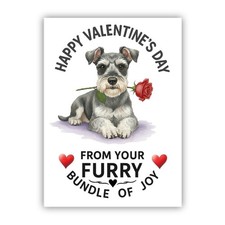 Miniature schnauzer dog - miniature,