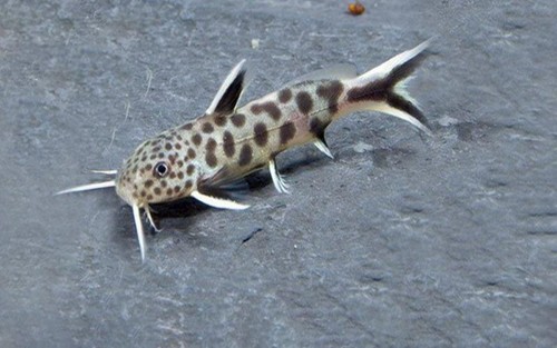 Pack synodontis petricola - 3-pack,