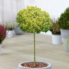 Euonymus Emerald n Gold Tree Potted Spindle Ornamental Trees for Small Gardens