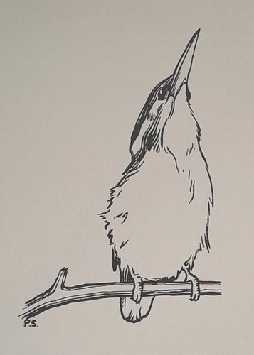 Kingfisher peter scott - kingfisher, bird