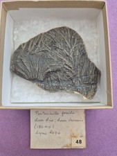 Crinoid slab - Pentacrinites -