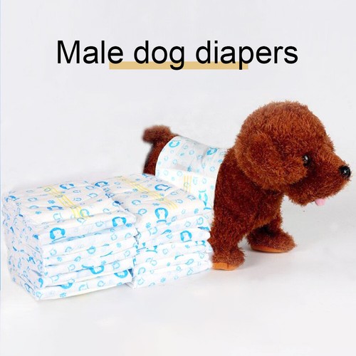 Disposable male dog nappies - dog,