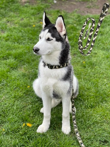 Camo leash dog - camo, training