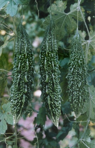 Bitter gourd karela 20 - gourd,