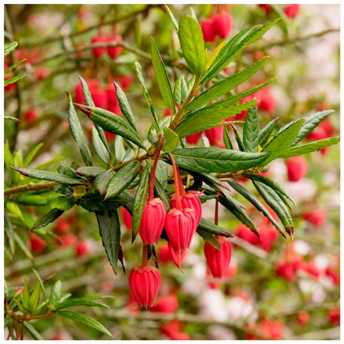 Crinodendron hookerianum - crinodendron, /