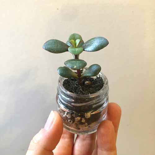 Mini jade plant - mini,