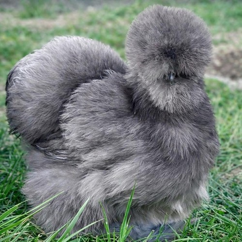 Silkies satins hatching - &,