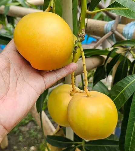 Mango tree gold persimmon - mango,