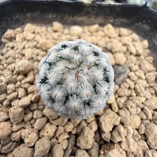 2.5CM Succulent Cactus Plant