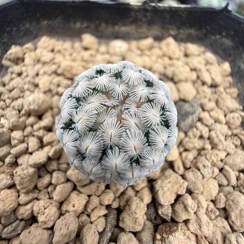 5cm succulent cactus - cactus, plant