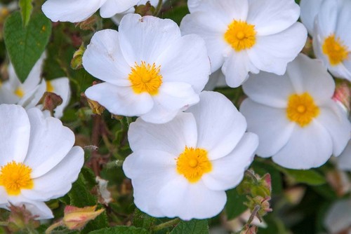 Cistus thrive plant hardy - cistus,