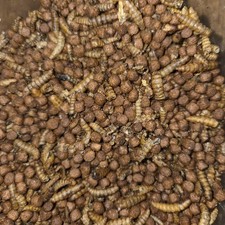 Wild Duck, Swan, Goose Food